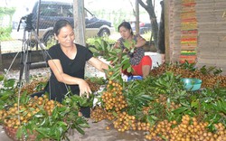 Nhãn muộn đã đến Mỹ