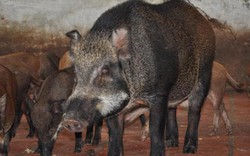 Chiêm ngưỡng trang trại lợn rừng hữu cơ độc đáo ở Việt Nam