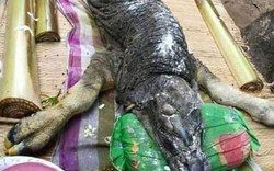 Quái vật lai cá sấu và trâu gây hoang mang ở Thái Lan