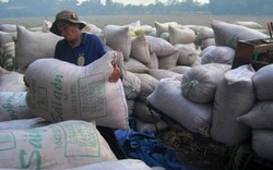 Việt Nam trúng thầu bán 1 triệu tấn gạo cho Indonesia