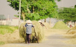 Tìm về làng quê thanh bình với bộ ảnh “Mùa gặt”