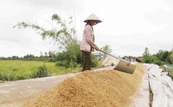VN trúng thầu gần 1,5 triệu tấn gạo: Nông dân tiếc vì... hết lúa!