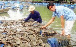 Đưa tôm thay lúa, “giữ chân” hội viên