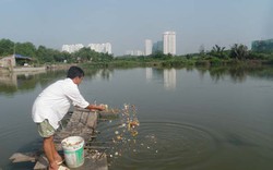 Nuôi cá, trồng lúa “chui” trên đất quy hoạch