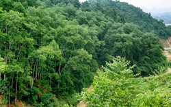 Hộ nhận khoán bảo vệ rừng được hỗ trợ 400.000 đồng/ha/năm
