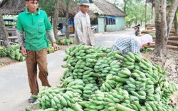 Doanh nghiệp “săn” chuối làm hàng Tết: Nông dân mừng rơn vì được giá