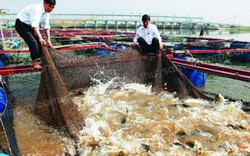 "Bí kíp" nuôi cá lồng trên sông, hồ chứa