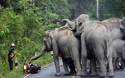 Thái Lan: Người đi xe máy quỳ lạy xin voi tha mạng