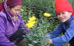 Dư cái ăn nhờ cho hợp tác xã thuê đất trồng hoa