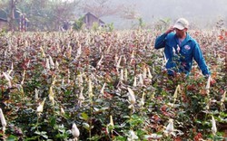Thuê đất trồng hoa, nông dân thu lãi hàng trăm triệu đồng