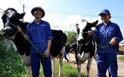 Mộc Châu – mảnh đất của những tỷ phú bò sữa
