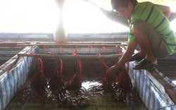 Thu hơn nửa tỷ đồng mỗi năm từ mô hình sản xuất lươn giống