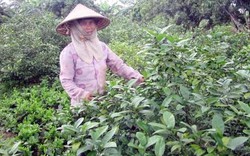 Lá chanh ăn gà luộc đi Tây, nông dân Việt thu triệu đô