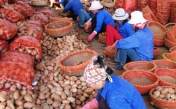 Tràn lan nông sản Trung Quốc gắn mác “made in Viet Nam”