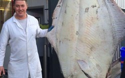 Bắt được cá bơn "thủy quái" nặng 200kg tại Anh
