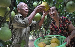 Triệu phú “bưởi trăm quả” và bí quyết "độc" với 2 xẻng cát