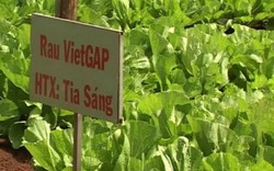 Sản phẩm VietGAP nào được hỗ trợ?