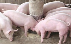 Việc sử dụng chất cấm trong chăn nuôi: Xử lý hình sự mới ngăn chặn được