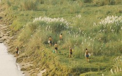 Ảnh: Mùa cỏ lau thơ mộng dưới chân cầu Long Biên