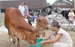 “Ngân hàng bò” ở Quỳnh Lưu