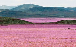 Cánh đồng hoa bất ngờ nở rộ giữa sa mạc khô hạn