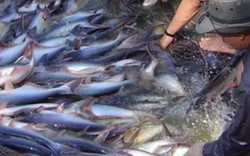 Từ cuối 2016, nuôi cá tra phải áp dụng VietGAP