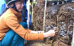 Làm thêm trong "mùa ruộng nghỉ"