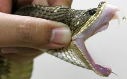 Brazil: Bé trai 17 tháng tuổi cắn chết rắn độc