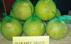 Hồi sinh bưởi Phúc Trạch