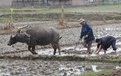 Năng suất lao động thấp, cạnh tranh giảm