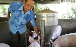 Vì sao nông dân quay lưng với nuôi lợn bằng đệm lót sinh học?