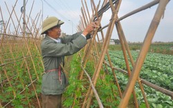 Thanh Trì - huyện mẫu nông thôn mới