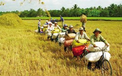 Bi kịch nhiều ruộng vẫn nghèo: Bát nháo quản lý lúa giống