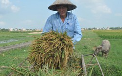 Nông dân Việt: Xứng đáng trụ cột đất nước