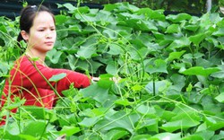 Mô hình trồng su su ở Hồng Thái