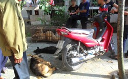 Nhà chùa cảnh báo, công an “mai phục” kẻ trộm chó mèo