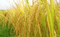 3 vấn đề cốt lõi trong tái cơ cấu lúa gạo