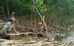 Tái cơ cấu ngành lâm nghiệp: Làm sao để dân yên tâm giữ rừng?