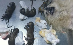 Xót xa 13 chú chó cưng của 9x Việt bị trúng độc