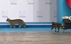 Video 3 chú mèo “cướp” sân khấu hội nghị thượng đỉnh G20