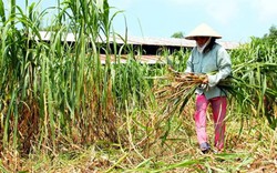 Bỏ trồng lúa để nuôi cá, trồng cỏ voi