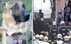 Chuyện cảm động về chú chó cảnh sát bị khủng bố giết hại ở Pháp