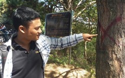 Gia Lai: Không có chuyện chặt hàng thông xanh vào Biển Hồ