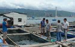 Cá nuôi bỗng dưng nổ mắt, phơi bụng chết trắng hàng loạt