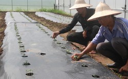 Tái cơ cấu nông nghiệp: Khởi sắc nhờ công nghệ Nhật Bản