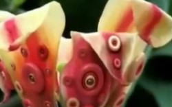 Video: Những loài cây có thể cử động và "chớp mắt"