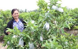 Sản xuất trái cây rải vụ, nhà nông thu “bộn tiền”