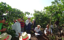 Hơn 21.000 nông dân trồng cà phê bền vững
