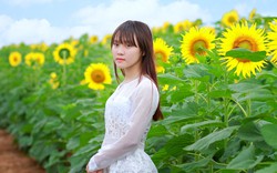 Ngất ngây với cánh đồng "hoa mặt trời" nở rộ ở Nghệ An