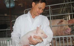 Đưa công nghệ “khủng” vào trang trại nuôi lợn sạch